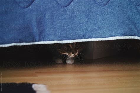 "Cute Little Cat Is Hiding Under The Bed" by Stocksy Contributor ...