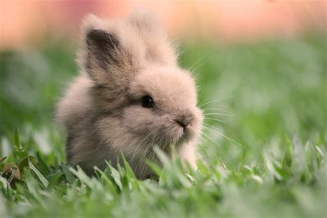 Deal with pets: Cute Rabbits Photos