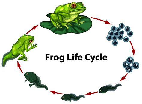 Frog life cycle digram 302644 Vector Art at Vecteezy