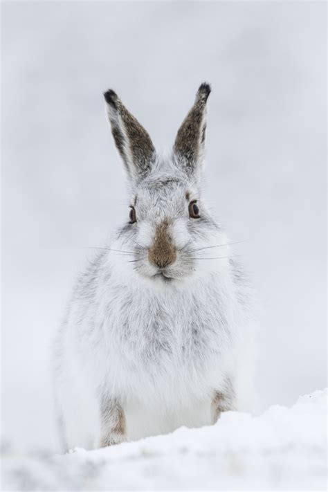 The cute faces of Scotland's mountain hares hold an endless fascination