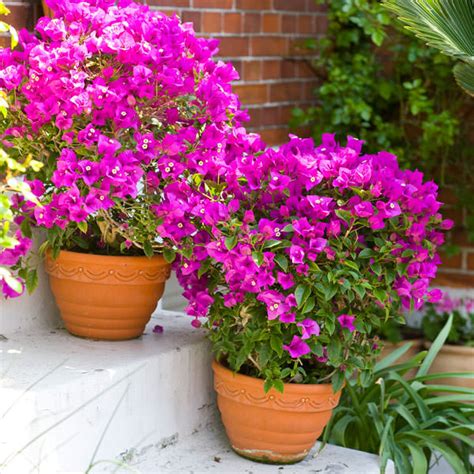 44 Best Shrubs for Containers | Best Container Gardening Plants ...