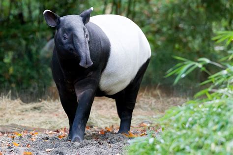 Tapir birth window opens and baby proofing habitat is completed!