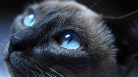 animals, Cat, Blue Eyes Wallpapers HD / Desktop and Mobile Backgrounds