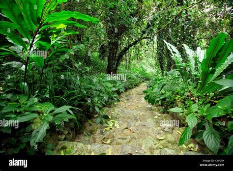 forest path road Stock Photo - Alamy