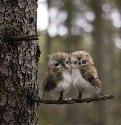 Pin by David Kane on Puppies | Owl, Baby owls, Cute baby animals