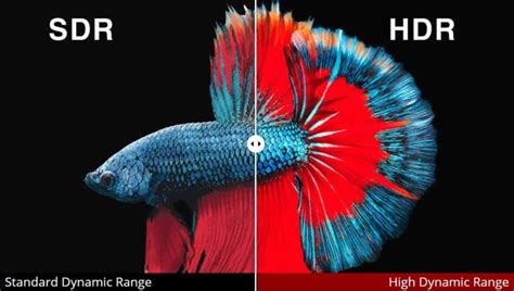 What Is HDR? HDR vs. SDR Compared - ViewSonic Library