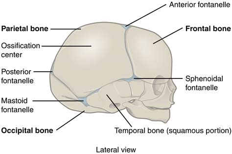 9.2 Fibrous Joints – Anatomy & Physiology