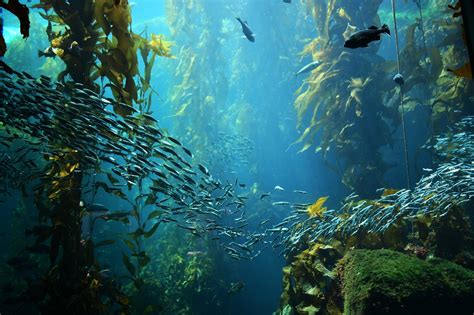 What Animals Live in Kelp Forests? - American Oceans