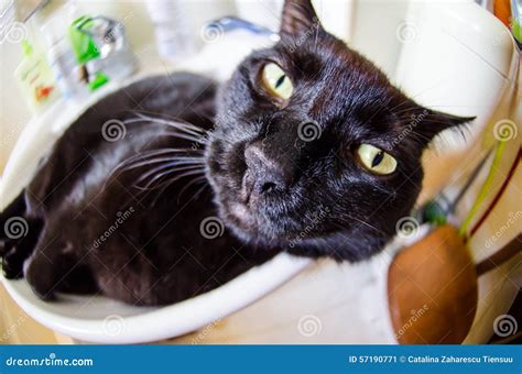 Black Cat With Funny Face Stock Image | CartoonDealer.com #57190771