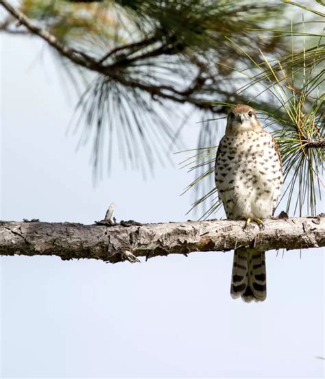 Mauritius kestrel conservation | ZSL