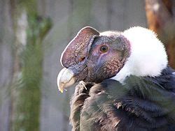 Andean condor Facts for Kids