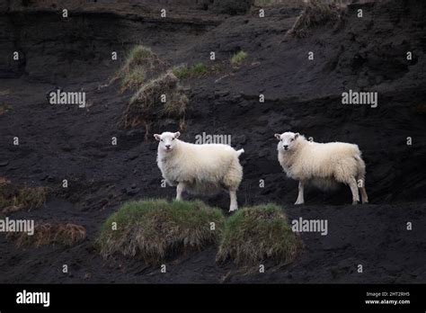 Schaf / Sheep / Ovis Stock Photo - Alamy