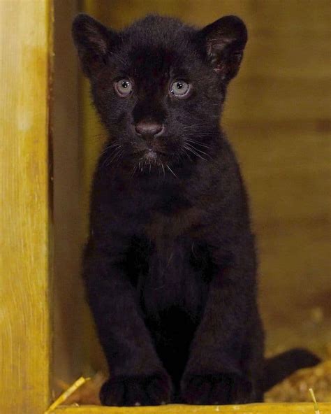 Rare Newborn Black Jaguar Cub Brings Hope to the “Near Threatened ...