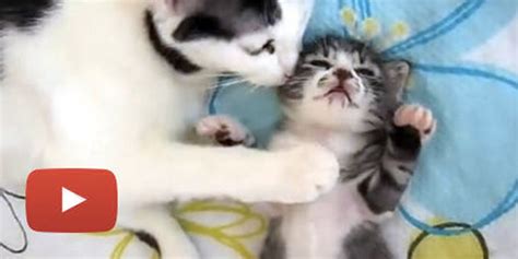 Cat Mama Comforts Sleeping Kitten - Love Meow