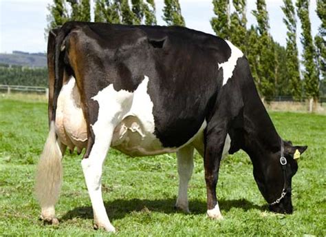 Holstein-Friesian cow – Dairying and dairy products – Te Ara ...