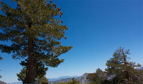 Know Your Forest: Lake Tahoe Trees | Trees in Lake Tahoe