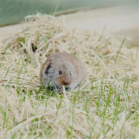 Eastern Meadow Vole - Facts, Diet, Habitat & Pictures on Animalia.bio