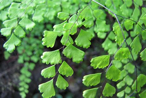 6 Types of Maidenhair Ferns to Beautify Your Home – Better Planter