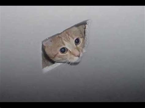 Ceiling Cat: Not Just A Meme Anymore! | iHeart