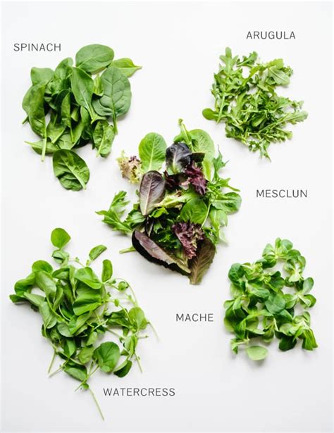 A Guide to Salad Greens