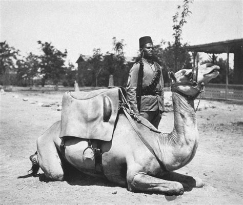 30 Surreal Historical Photos Of Military Animals In Action