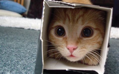 PsBattle: Cat hiding inside a box : r/photoshopbattles