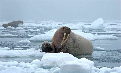 Baby Arctic Walrus