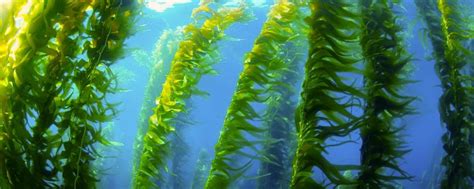 Kelp Saves Earth Foundation - Home