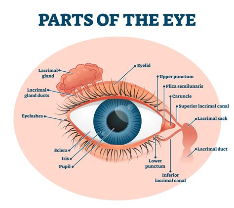 Lacrimal Gland Anatomy and Functions: Understanding Eye Health