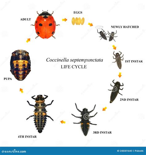 Ladybug Life Stages So Important To Know Ladybug Life Cycle | Hot Sex ...