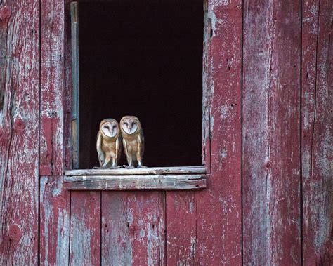 Barn Owl | Audubon Field Guide