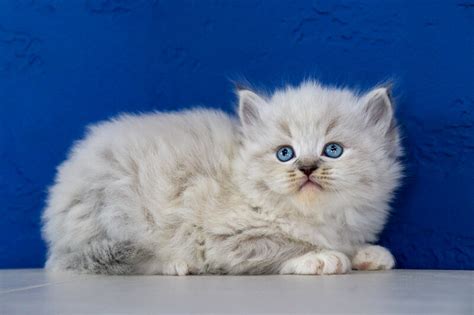 Ella - Blue Mitted Lynx Female Ragdoll Kitten