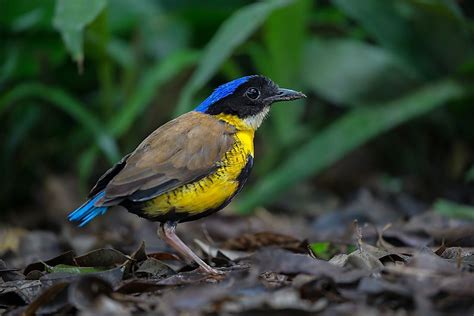 Thailand's Most Endangered Birds - WorldAtlas