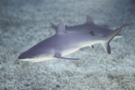 Meet the New Shark Pups! - Maui Ocean Center