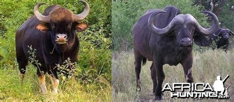 Gaur, Indian Bison | AfricaHunting.com