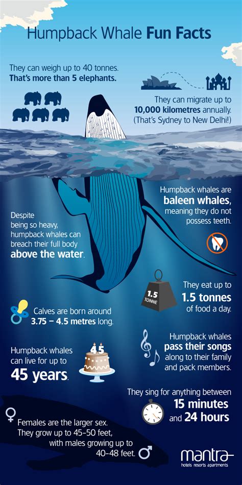 Humpback Whale Fun Facts! - Mantra