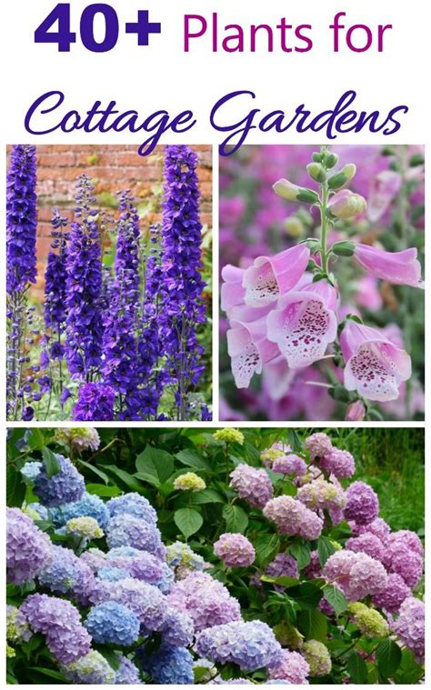 Cottage garden plants perennials annuals bulbs for cottage gardens ...