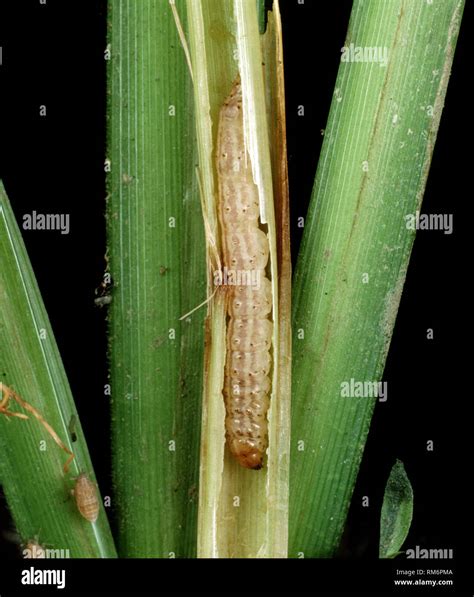 Asiatic stem borer or striped rice stem borer, Chilo suppressalis ...