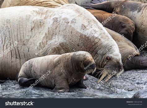 138 Walrus baby Stock Photos, Images & Photography | Shutterstock