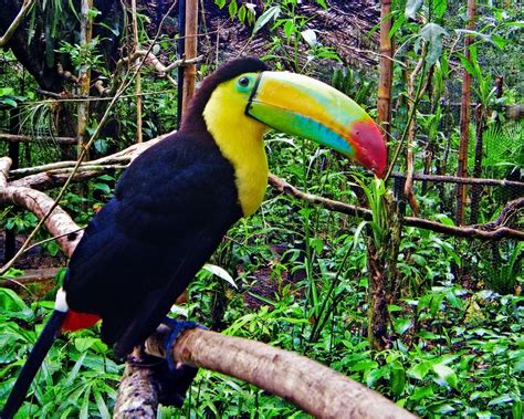 toucan, Parrot, Bird, Tropical, 35 Wallpapers HD / Desktop and Mobile ...