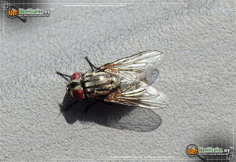 Flesh Fly