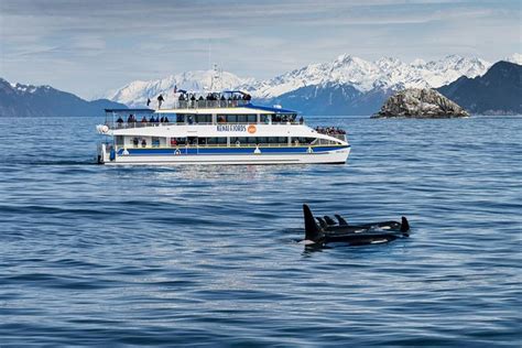 Kenai Fjords National Park Glacier & Wildlife Cruise Seward