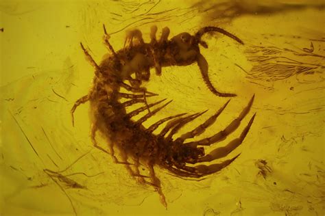 4.5mm Fossil Centipede (Geophilomorpha) In Baltic Amber (#123311) For ...