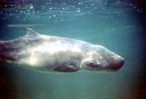 Pygmy sperm whale - Alchetron, The Free Social Encyclopedia