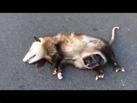 Dead opossum with live babies in pouch - How to remove - Mary Cummins ...