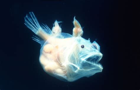 Anglerfish and Their Weird Mating Habits » Explorersweb