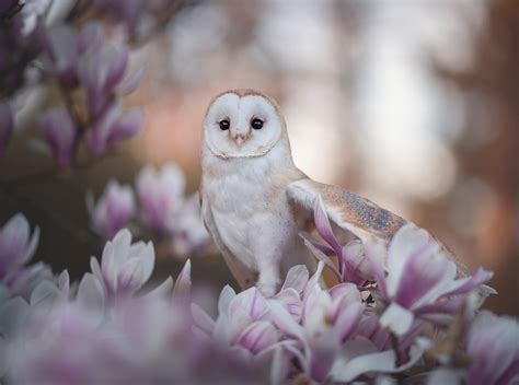 Owl With Rose Wallpaper