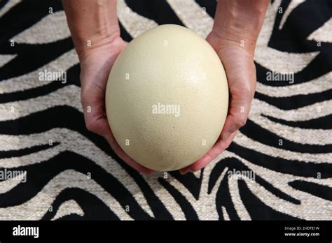 ostrich egg, ostrich eggs Stock Photo - Alamy