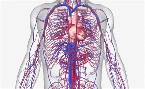 15 circulatory system diseases: Symptoms and risk factors