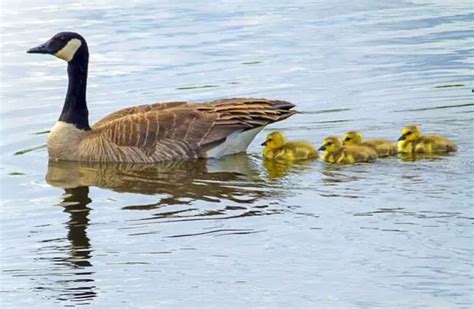 Canada Goose - Description, Habitat, Image, Diet, and Interesting Facts